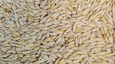 Grain pic